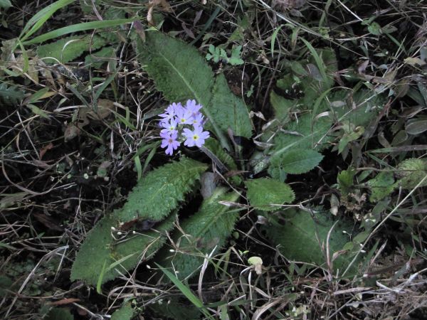 Primula sp.
Primrose (Eng)
Trefwoorden: Plant;Primulaceae;Bloem;violet