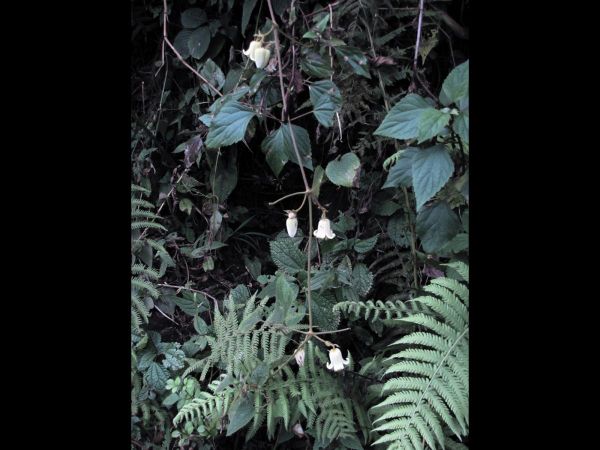 Clematis roylei
Royle's Clematis (Eng)
Trefwoorden: Plant;Ranunculaceae;Bloem;wit