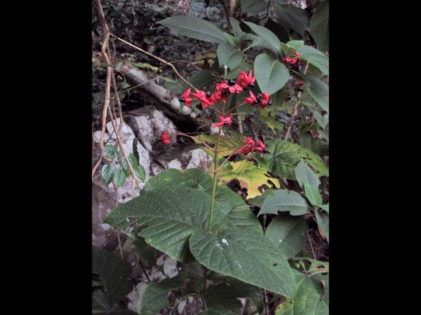 Clerodendrum trichotomum
Harlequin Glorybower (Eng) Pindakaasboom (Ned)
Trefwoorden: Plant;Lamiaceae;vrucht