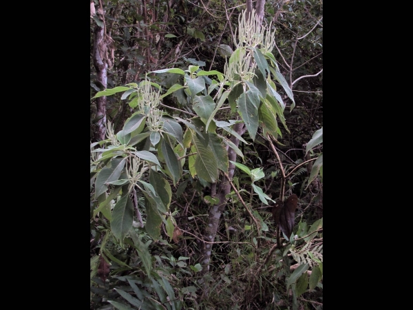 Colebrookea oppositifolia
Indian Squirrel Tail (Eng) बिंदा Binda, पांसरा Pansra (Hin) धुर्सुली Dhursuli (Nep)
Trefwoorden: Plant;Boom;struik;Lamiaceae;groen;wit