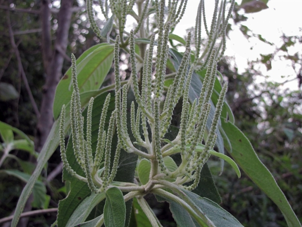 Colebrookea oppositifolia
Indian Squirrel Tail (Eng) Binda, Pansra (Hin)
Trefwoorden: Plant;Lamiaceae;Boom;struik;groen;wit