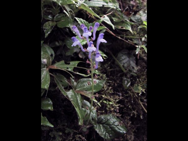 Scutellaria grossa
Thick Skullcap (Eng)
Trefwoorden: Plant;Lamiaceae;Bloem;blauw