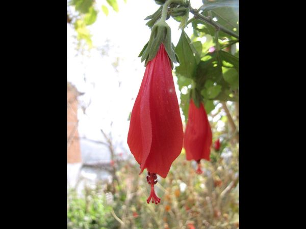 Malvaviscus penduliflorus
Pendulous Sleeping Hibiscus (Eng)
Trefwoorden: Plant;Malvaceae;Bloem;rood