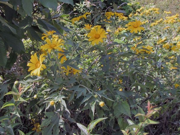 Tithonia diversifolia
Giant Mexican Sunflower (Eng)
Trefwoorden: Plant;Asteraceae;Bloem;geel