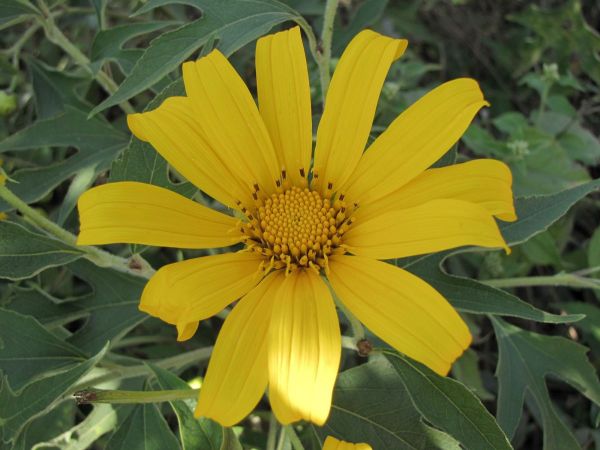 Tithonia diversifolia
Giant Mexican Sunflower (Eng)
Trefwoorden: Plant;Asteraceae;Bloem;geel
