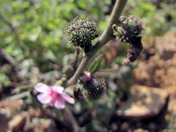 Urena lobata
Caesarweed (Eng) Bachita (Hin)
Trefwoorden: Plant;Melastomataceae;Malvaceae;vrucht
