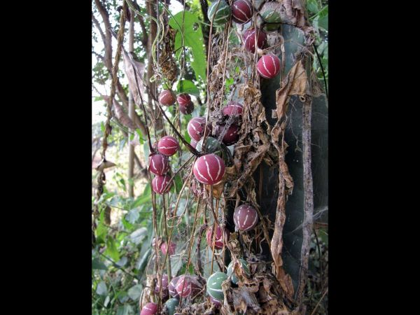 Diplocyclos palmatus
Lollipop Climber (Eng) Shivalingi (Hin)
Trefwoorden: Plant;Cucurbitaceae;vrucht