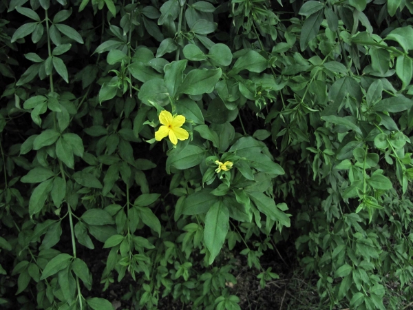 Jasminum mesnyi
Primrose Jasmine, Japanese Jasmine (Eng) जापानी चमेली Japani chameli (Hin)
Trefwoorden: Plant;struik;Oleaceae;Bloem;geel