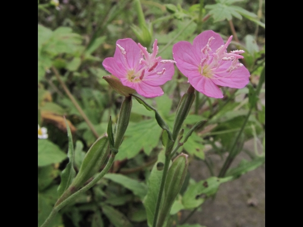 Oenothera rosea
Pink Evening Primrose (Eng)
Trefwoorden: Plant;Onagraceae;Bloem;roze