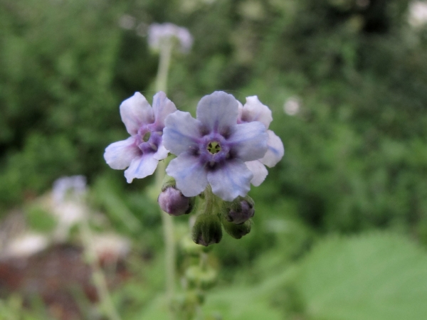 Cynoglossum zeylanicum
Ceylon Forget Me Not (Eng) Andahuli (Hin)
Trefwoorden: Plant;Boraginaceae;Bloem;blauw;purper