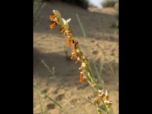 Panicum turgidum
Desert Grass (Eng)
Trefwoorden: Plant;Poaceae