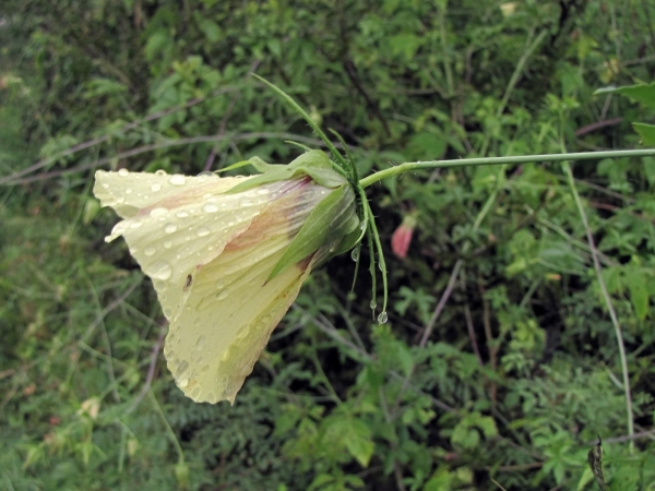 Hibiscus caesius
Five-Fingered Mallow (Eng)
Trefwoorden: Plant;Malvaceae;Bloem;geel