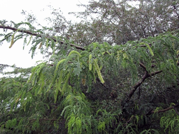 Prosopis; P. juliflora
Algaroba, Mesquite (Eng) Junglee kikar (Hin)
Trefwoorden: Plant;Boom;Fabaceae;Bloem;wit