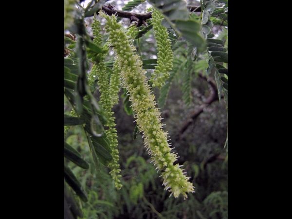 Prosopis; P. juliflora
Algaroba, Mesquite (Eng) Junglee kikar (Hin)
Trefwoorden: Plant;Boom;Fabaceae;Bloem;wit