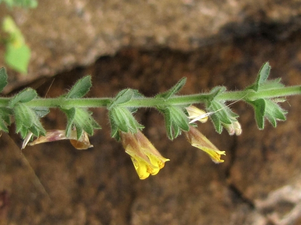 Lindenbergia; L. muraria
Wall Lindenbergia (Eng) Patthar-Chatti (Hin) 
Trefwoorden: Plant;Orobanchaceae;Bloem;geel