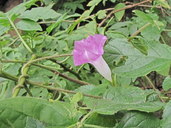 Ipomoea purpurea
Common Morning Glory (Eng) Blauwe Winde (Ned) - purple type
Trefwoorden: Plant;Convolvulaceae;Bloem;blauw;wit;purper