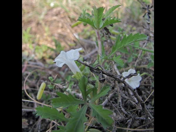 Ipomoea coptica
Egyptian Morning Glory, Alamo Vine (Eng)
Trefwoorden: Plant;Convolvulaceae;Bloem;wit
