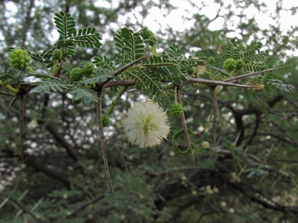Acacia planifrons
Umbrella Thorn (Eng) 
Trefwoorden: Plant;Boom;Fabaceae;Bloem;wit