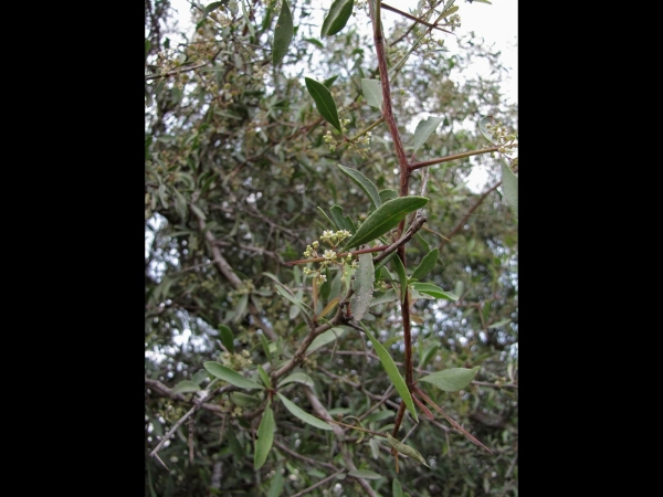 Gymnosporia senegalensis
Red Spike Thorn (Eng) 
Trefwoorden: Plant;Boom;struik;Celastraceae;Bloem;wit