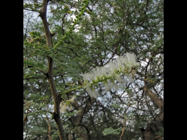 Acacia senegal
Gum Arabic Tree (Eng) Kumttha (Hin)
Trefwoorden: Plant;Boom;Fabaceae;Bloem;wit