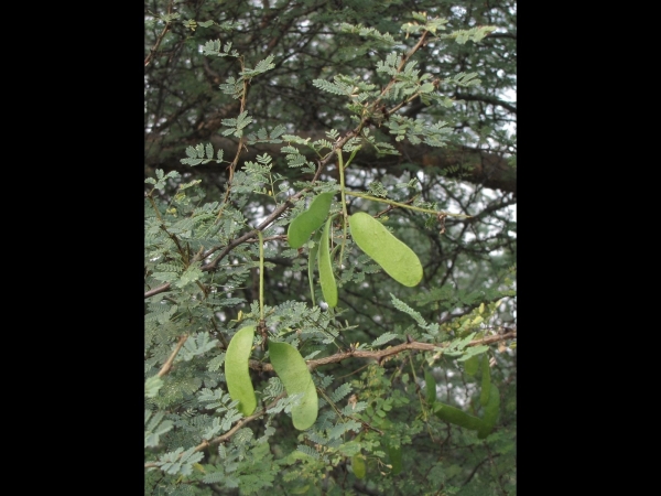Acacia senegal
Gum Arabic Tree (Eng) Kumttha (Hin)
Keywords: Plant;Boom;Fabaceae;Bloem;vrucht