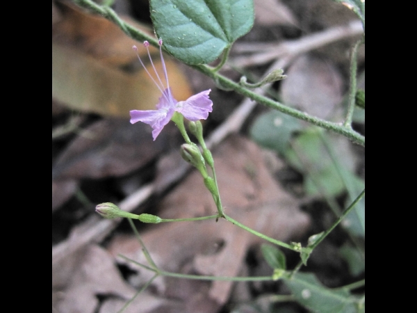 Commicarpus chinensis
Diffuse Hogweed (Eng) Punarnava (Hin)
Trefwoorden: Plant;Nyctaginaceae;Bloem;roze
