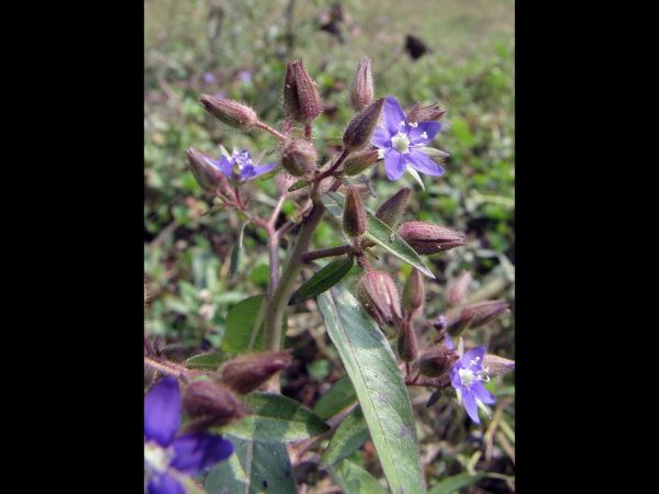 Hydrolea zeylanica
Ceylon Hydrolea (Eng) Koliary (Hin)
Trefwoorden: Plant;Hydroleaceae;Bloem;blauw