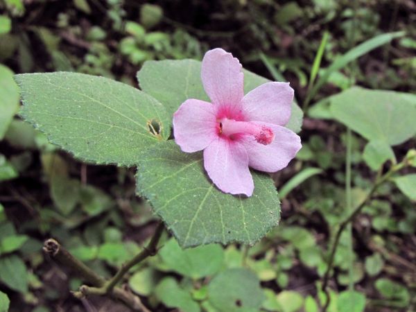 Urena lobata
Caesarweed (Eng) Bachita (Hin)
Trefwoorden: Plant;Malvaceae;Bloem;roze