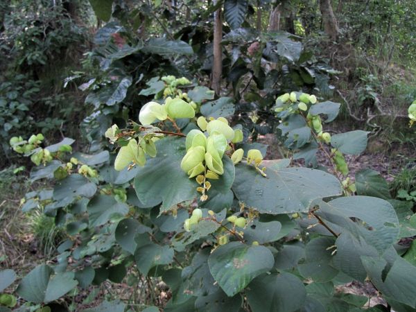 Flemingia strobilifera
Wild Hops (Eng) Kanphuta (Hin)
Trefwoorden: Plant;Fabaceae
