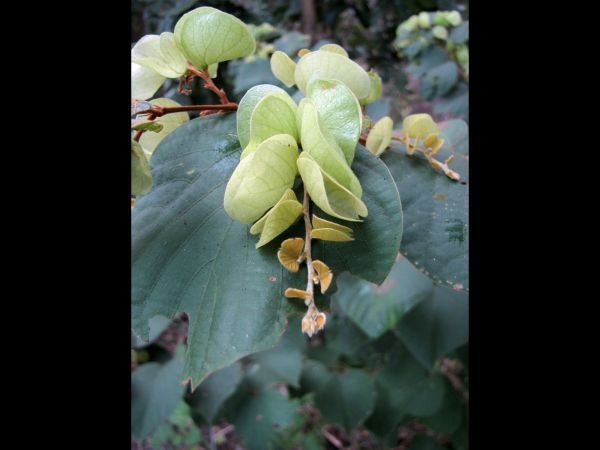 Flemingia strobilifera
Wild Hops (Eng) Kanphuta (Hin)
Trefwoorden: Plant;Fabaceae
