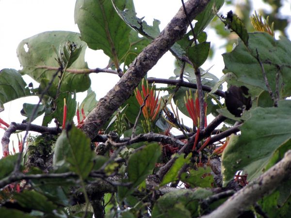 Dendrophthoe; D. curvata
Rainforest Mistletoe (Eng)
Trefwoorden: Plant;Loranthaceae;Bloem;rood