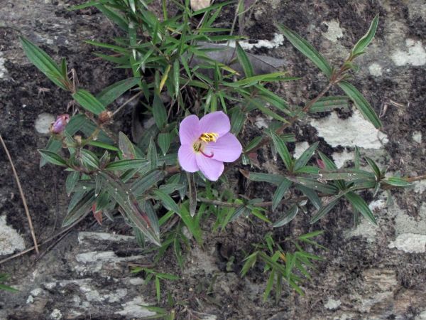Osbeckia nepalensis
Nepal Osbeckia (Eng)
Trefwoorden: Plant;Melastomataceae;Bloem;purper;wit