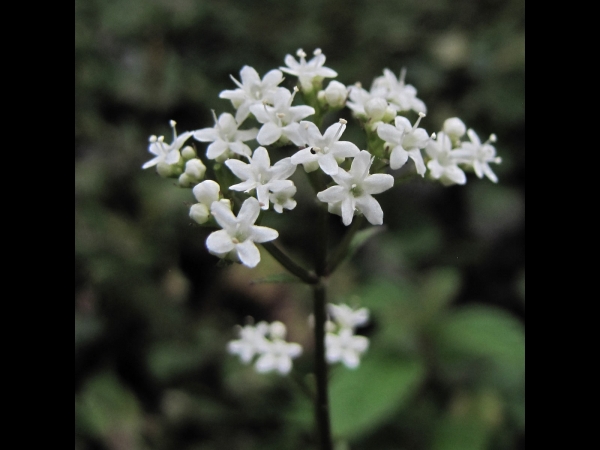 Valeriana; V. pyrolifolia
Kashmir Valerian (Eng) Suganhabala (Hin)
Trefwoorden: Plant;Caprifoliaceae;Bloem;wit