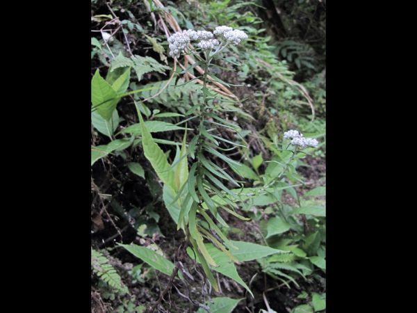 Anaphalis contorta
Eared-Leaf Pearly Everlasting (Eng) Buki Phool (Nep)
Trefwoorden: Plant;Asteraceae;Bloem;wit