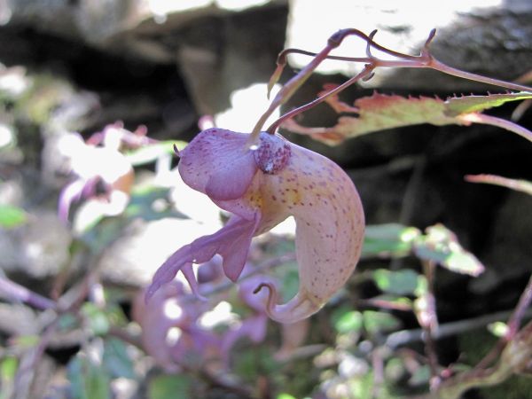 Impatiens; I. chungtienensis
Shangri-La Balsam (Eng)
Trefwoorden: Plant;Balsaminaceae;Bloem;purper;roze