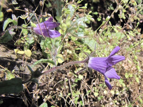 Campanula pallida
Purple Bellflower (Eng)
Trefwoorden: Plant;Campanulaceae;Bloem;purper