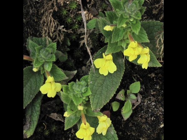 Lindenbergia; L. grandiflora
Large-Flower Lindenbergia (Eng) Bhendiphool, Binaas, Dhurset (Nep)
Trefwoorden: Plant;Scrophulariaceae;Bloem;geel