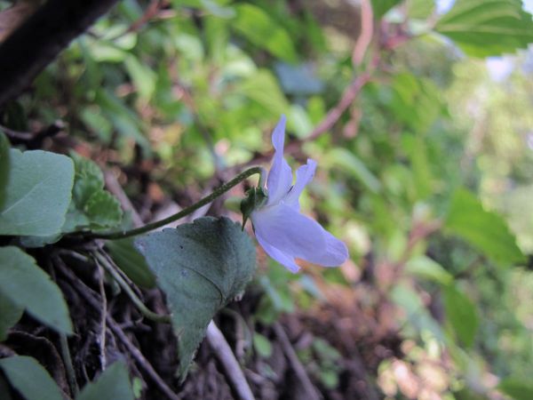Viola canescens
Himalayan White Violet (Eng) Banaksha (Hin)
Trefwoorden: Plant;Violaceae;Bloem;violet;wit