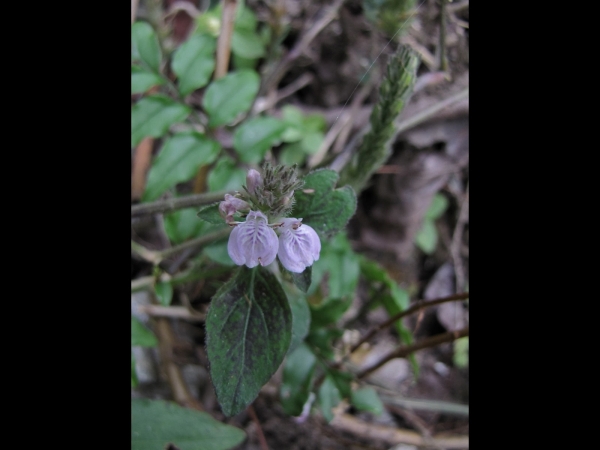 Rungia; R. repens
Creeping Rungia (Eng) Kharmor (Hin) 
Trefwoorden: Plant;Acanthaceae;Bloem;blauw;purper;roze