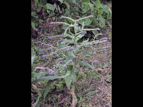 Cynoglossum wallichii glochidiatum
Barbed Forget-Me-Not (Eng) Andhahuli (Hin)
Trefwoorden: Plant;Boraginaceae;Bloem;blauw