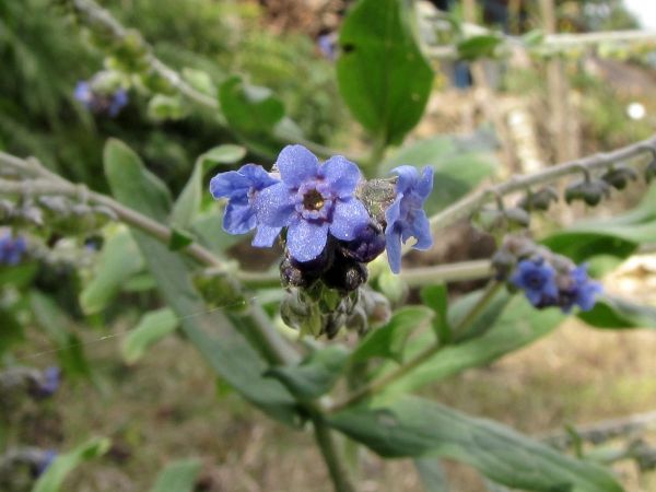 Cynoglossum wallichii glochidiatum
Barbed Forget-Me-Not (Eng) Andhahuli (Hin)
Trefwoorden: Plant;Boraginaceae;Bloem;blauw
