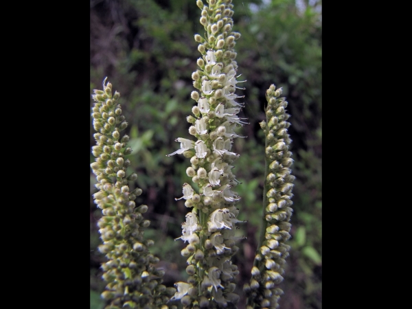 Elsholtzia blanda
Pleasant Himalaya Mint (Eng) Jangli tulsi, Ban silam (Nep) 
Trefwoorden: Plant;Lamiaceae;Bloem;wit