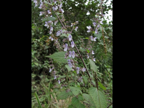 Isodon; I. coetsa
Isodon (Eng) Mire, Jwaane Jhaar (Nep)
Trefwoorden: Plant;Lamiaceae;Bloem;wit;purper