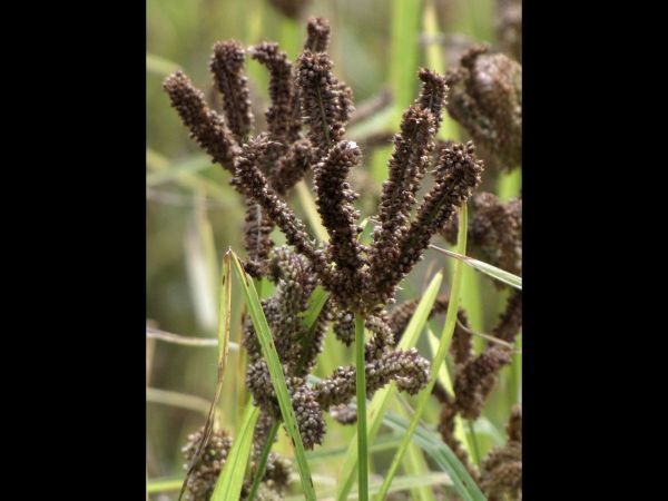 Eleusine coracana
Finger Milllet (Eng) Kodo, Maruwa (Nep) Mandua (Hin) 
Trefwoorden: Plant;Poaceae;vrucht;cultuurgewas
