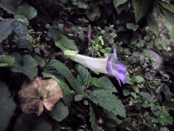 Chirita sp.
Trefwoorden: Plant;Gesneriaceae;Bloem;violet;wit