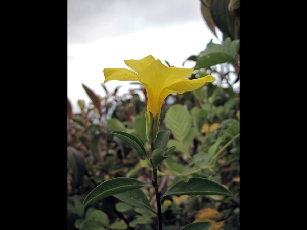 Reinwardtia indica
Yellow Flax (Eng) Pyauli (Nep) Basanti (Hin)
Trefwoorden: Plant;Linaceae;Bloem;geel