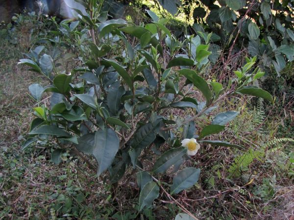 Camellia sinensis
Tea (Eng) Chaay (Hin)
Trefwoorden: Plant;struik;Theaceae;Bloem;wit;cultuurgewas