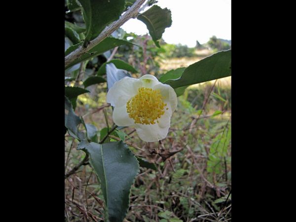 Camellia sinensis
Tea (Eng) Chaay (Hin)
Trefwoorden: Plant;struik;Theaceae;Bloem;wit;cultuurgewas