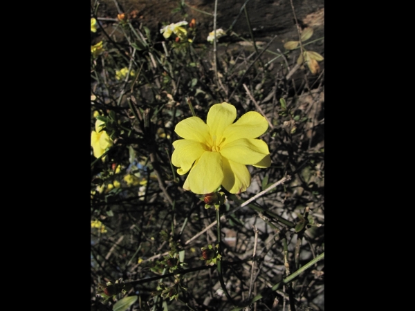 Jasminum mesnyi
Primrose Jasmin (Eng) Japani Chameli (Hin)
Trefwoorden: Plant;struik;Oleaceae;Bloem;geel