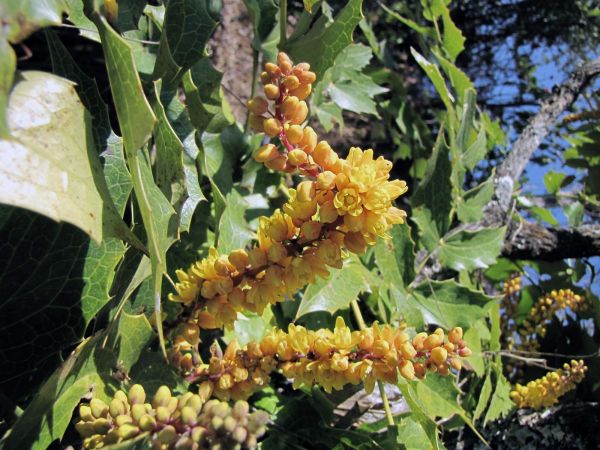 Mahonia napaulensis
Indian barberry, Nepal Mahonia (Eng) Kesari, Lek-Chutra (Nep) Kasmal (Hin) 
Trefwoorden: Plant;Berberidaceae;Bloem;geel